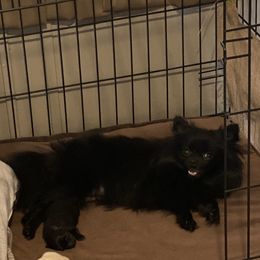 Pomeranian Puppies from Krazzy Pommys