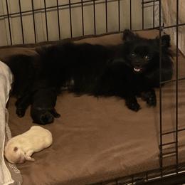 Pomeranian Puppies from Krazzy Pommys