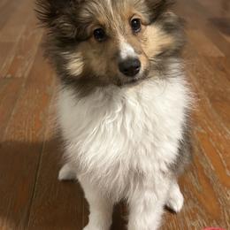 Girl 1 - Sable and white female Shetland Sheepdog puppy in Addison, New York from Brandy's Shetland Sheepdogs