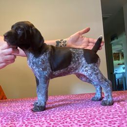Dot - Liver roan female German Shorthaired Pointer puppy in Renfrew, Pennsylvania from Lauren's German Shorthaired Pointers