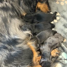 Girl 2 - Black and tan female Dachshund puppy in Bowling Green, Kentucky from Dachshunds of the Valley