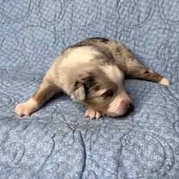 Bluebell - Blue merle female Australian Shepherd puppy in Olivehurst, California from Double M Aussies