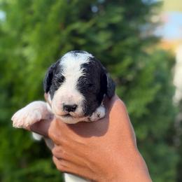 Marshall - Parti male Poodle puppy in Dover, Delaware from Dogtastic Poodles