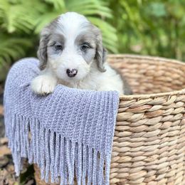 Homer - Merle male Sheepadoodle puppy in Thornville, Ohio from Four Front Doodles & Friends
