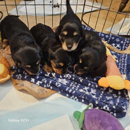 Dachshund puppies from Mac Fam Dachshunds