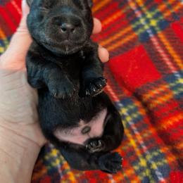 Male 1 - Black male Scottish Terrier puppy in De Lisle, Mississippi from Bellendaine Scotties