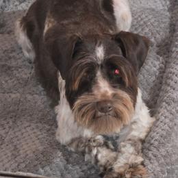 Harmony - Miniature Schnauzer