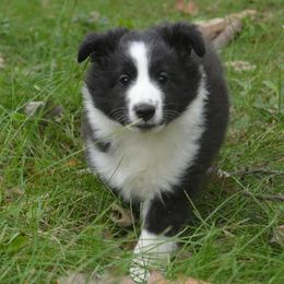 Shetland Sheepdog Puppies from Sunny Shelties