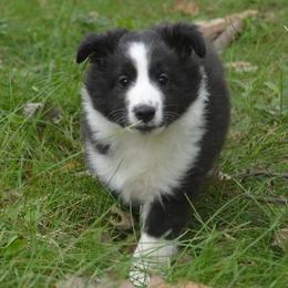 Shetland Sheepdog Puppies from Sunny Shelties