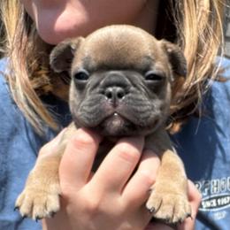 Madonna - Blue fawn female French Bulldog puppy in Spring, Texas from Amanda's French Bulldogs