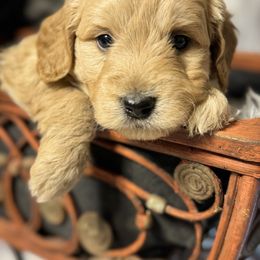 French Bulldog, Goldendoodle, and Golden Retriever Puppies from SoCalFamilyFrenchies, Doodles and more