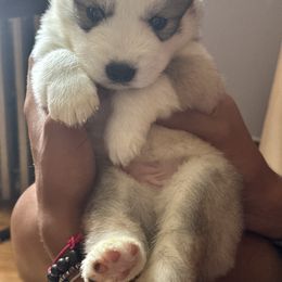 Siberian Husky Puppies from Ucanan Huskies