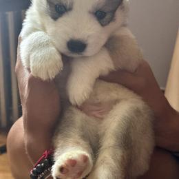 Siberian Husky Puppies from Ucanan Huskies