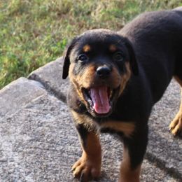 Rottweilers from Foundation's Rottweiler