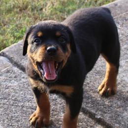 Rottweilers from Foundation's Rottweiler