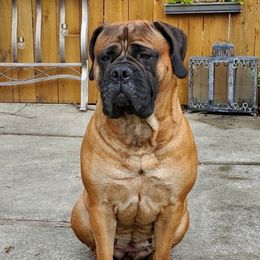 Kaya - Bullmastiff