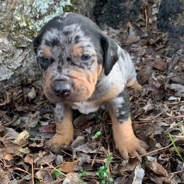 Boy 5 - Blue merle male Catahoula Leopard Dog puppy in Gadsden, Alabama from Rich Cat’s