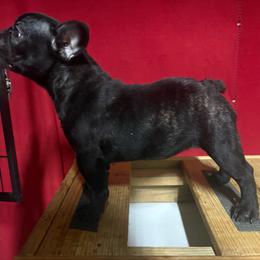Phoenix - Brindle female French Bulldog puppy in Eunice, Louisiana from 4J's Cajun Kennels
