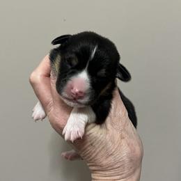 EP 3 - Black and tan male Pembroke Welsh Corgi puppy in Stockton, Iowa from Infinity Corgis