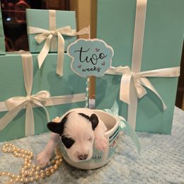 Ruger (Blue Collar) - Parti male Miniature Schnauzer puppy in Winter Haven, Florida from The Blue Eyed Schnauzer