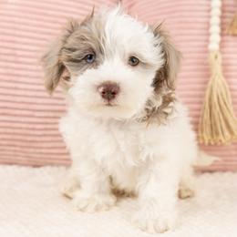 Cosmo - Brown male Maltipoo puppy in Salt Lake City, Utah from My Doodle Puppy