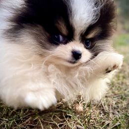 Pomeranian Puppies from TiaZ Poms