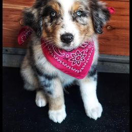 Australian Shepherd Puppies from Sweets' Cattle Co and Australian Shepherds