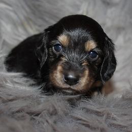 Boy 2 - Black and cream female Dachshund puppy in Craig, Colorado from Rocky Mountain Shih Tzus and Dry Creek Miniature Dachshunds