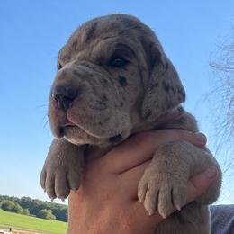 Pink collar - Merle female Great Dane puppy in Tyler, Texas from Blessed By Danes