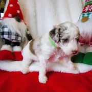 Bordoodle Puppies from Morning Walk Farm Kennels
