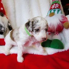Bordoodle Puppies from Morning Walk Farm Kennels