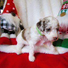 Bordoodle Puppies from Morning Walk Farm Kennels