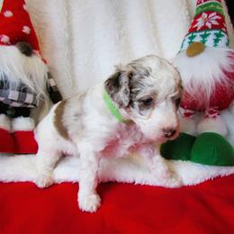Bordoodle Puppies from Morning Walk Farm Kennels