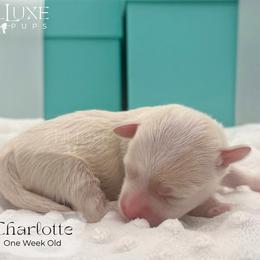 Charlotte - White and lemon female Morkie puppy in Scottsdale, Arizona from Lil Luxe Pups