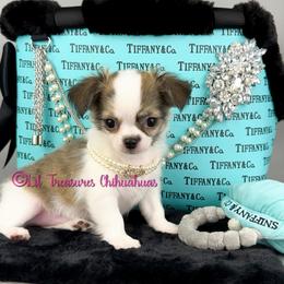 Belle-a - Chocolate brindled fawn female Chihuahua puppy in Anderson, South Carolina from Lil Treasures Chihuahuas