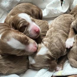 Girl 4 - Red  female Goldendoodle puppy in Placerville, California from New Dawn Poodles and Doodles