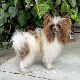 Roger - Chinese Crested