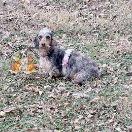 Tilli - Dachshund