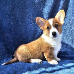 Spike - Red male Pembroke Welsh Corgi puppy in Castle Rock, Washington from Heckman Corgis