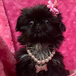 Tiny Sally - Black female Shih Tzu puppy in Lawrenceville, Georgia from Beauty's Shih Tzu (Georgia)