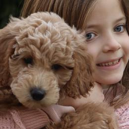 Goldendoodles from Oxfordshire Goldendoodles