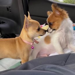Chihuahuas from Oreokennels