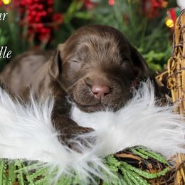 Blue collar - Chocolate male Goldendoodle puppy in Plattsburgh, New York from Adirondack Poodles Goldendoodles,Bernedoodles & Schnoodles