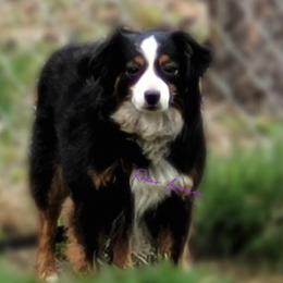 Angel - Toy Australian Shepherd
