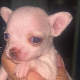 Divinity (Diva for short) - White female Chihuahua puppy in New Castle, Delaware from Sasha’s Elite Kennel LLC