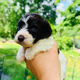 Boy 2 - Yellow collar - Brown roan male Lagotto Romagnolo puppy in Ashland, Ohio from SS Australian Shepherds