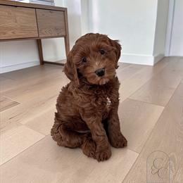 Lily - Red  female Goldendoodle puppy in Madisonville, Kentucky from Carlie and Co. Goldendoodles