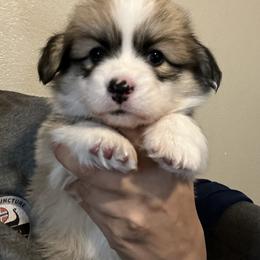 Pembroke Welsh Corgi Puppies from Zugspitze Corgis