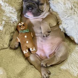Sabrina - Blue fawn female French Bulldog puppy in Pine Township, Pennsylvania from BlueCairo Frenchies