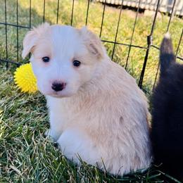Gold Girl 1 - White and gold female Border Collie puppy in Powell Butte, Oregon from Cascades Border Collies